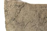 Cruziana (Fossil Arthropod Trackway) Plate - Morocco #251782-1